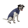 DogBody - senza gambe