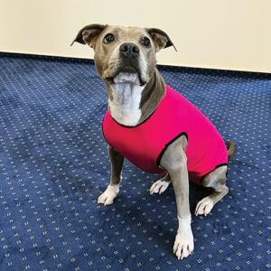 Dog Body PerAnimal - immagine 3