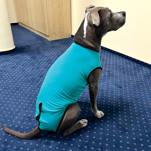 Dog Body PerAnimal - immagine 4